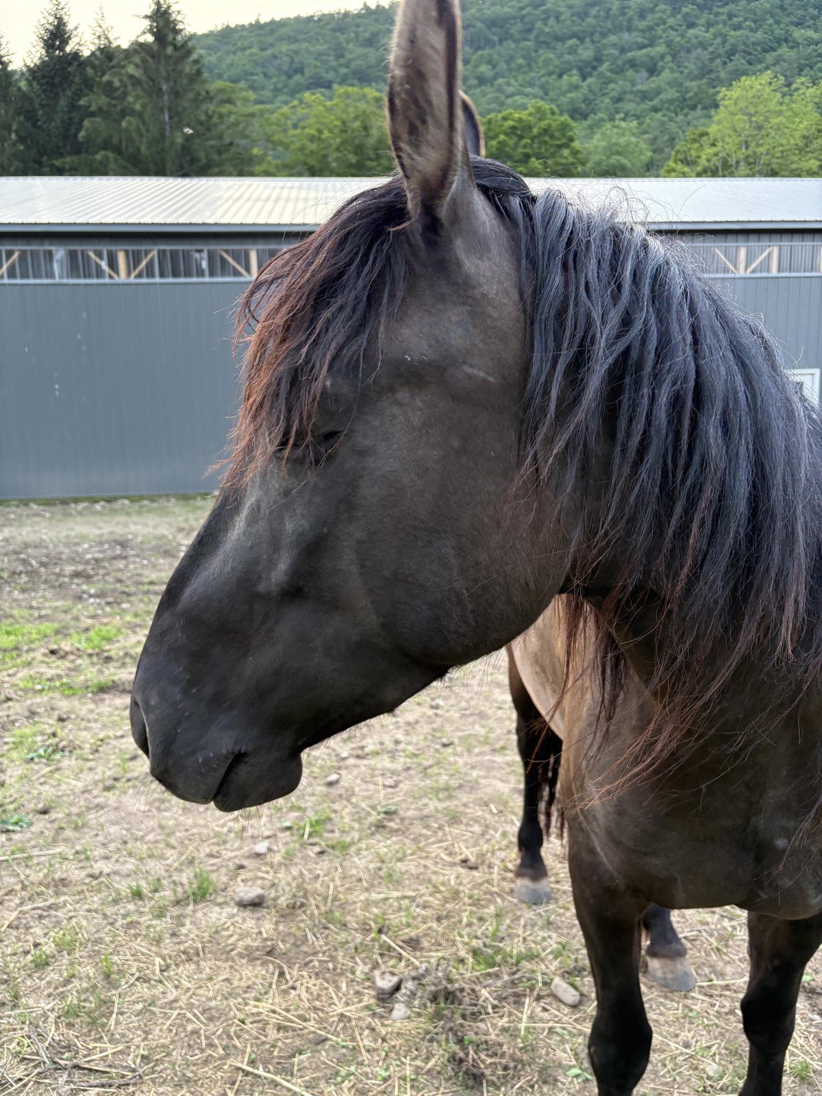 Photo of Wild Mustang Aiyanna
