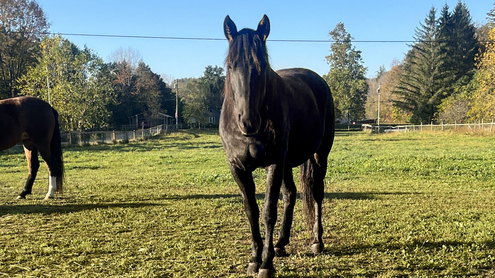 George Cluny Mustang photo