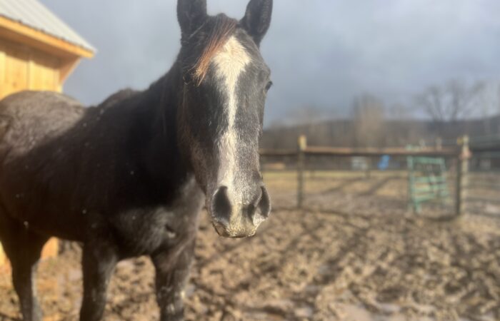 horse