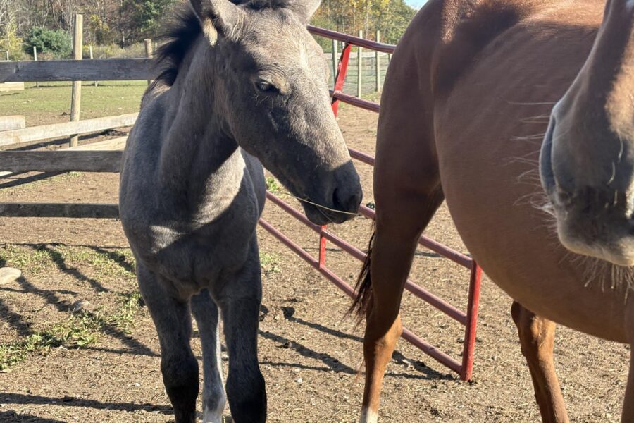 Liam, a young colt
