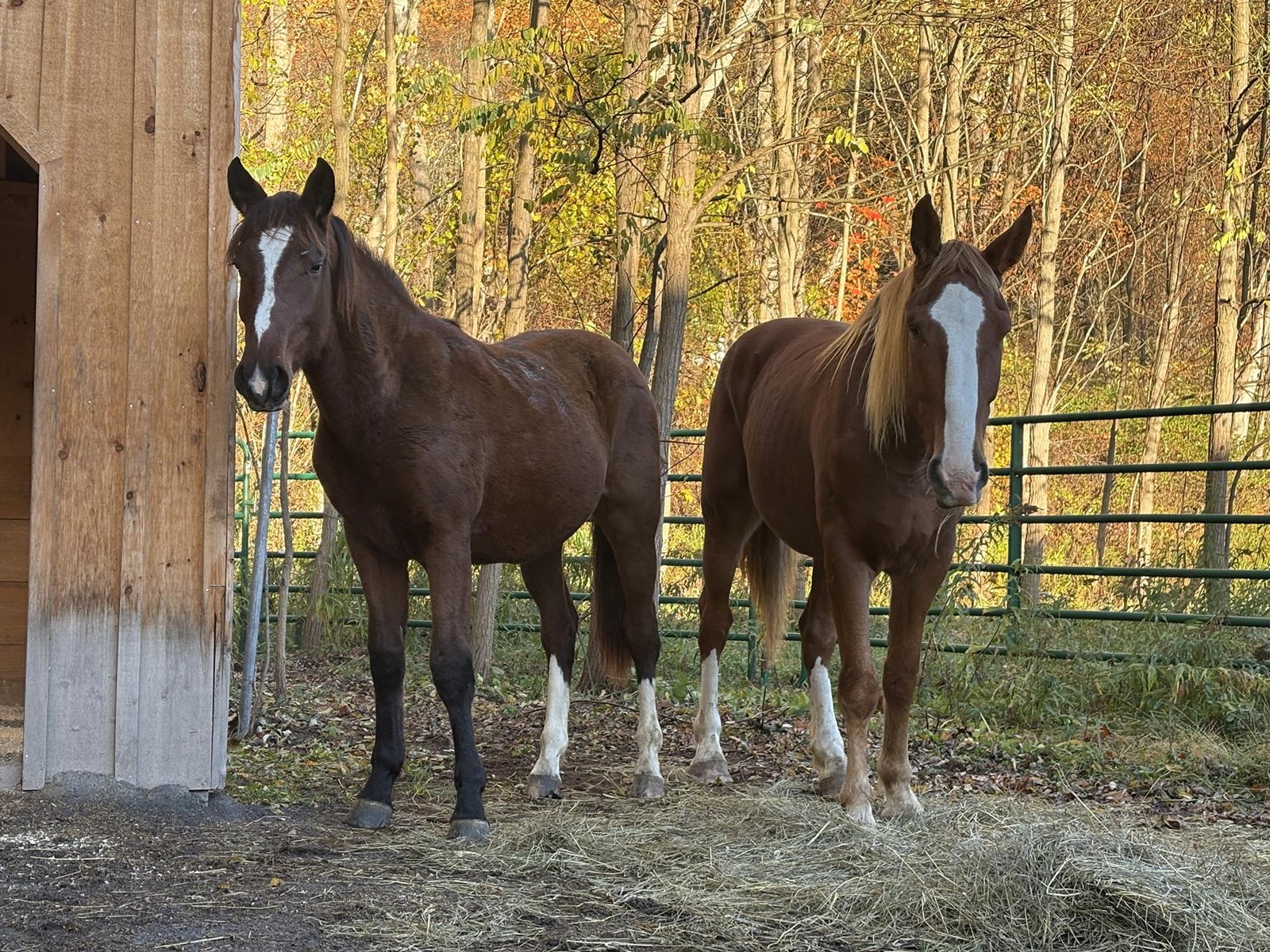 Marcus Draft Horse with Dezarae