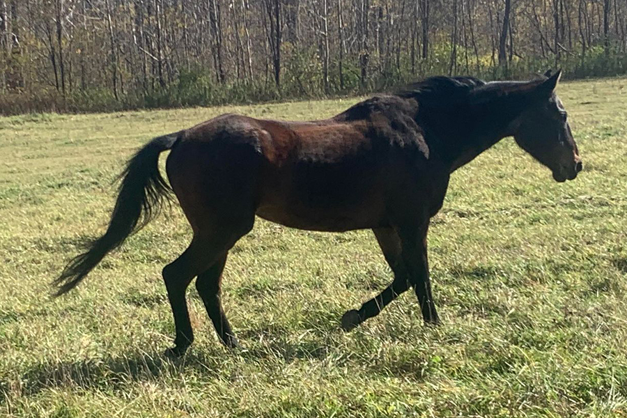 Sabrina galloping