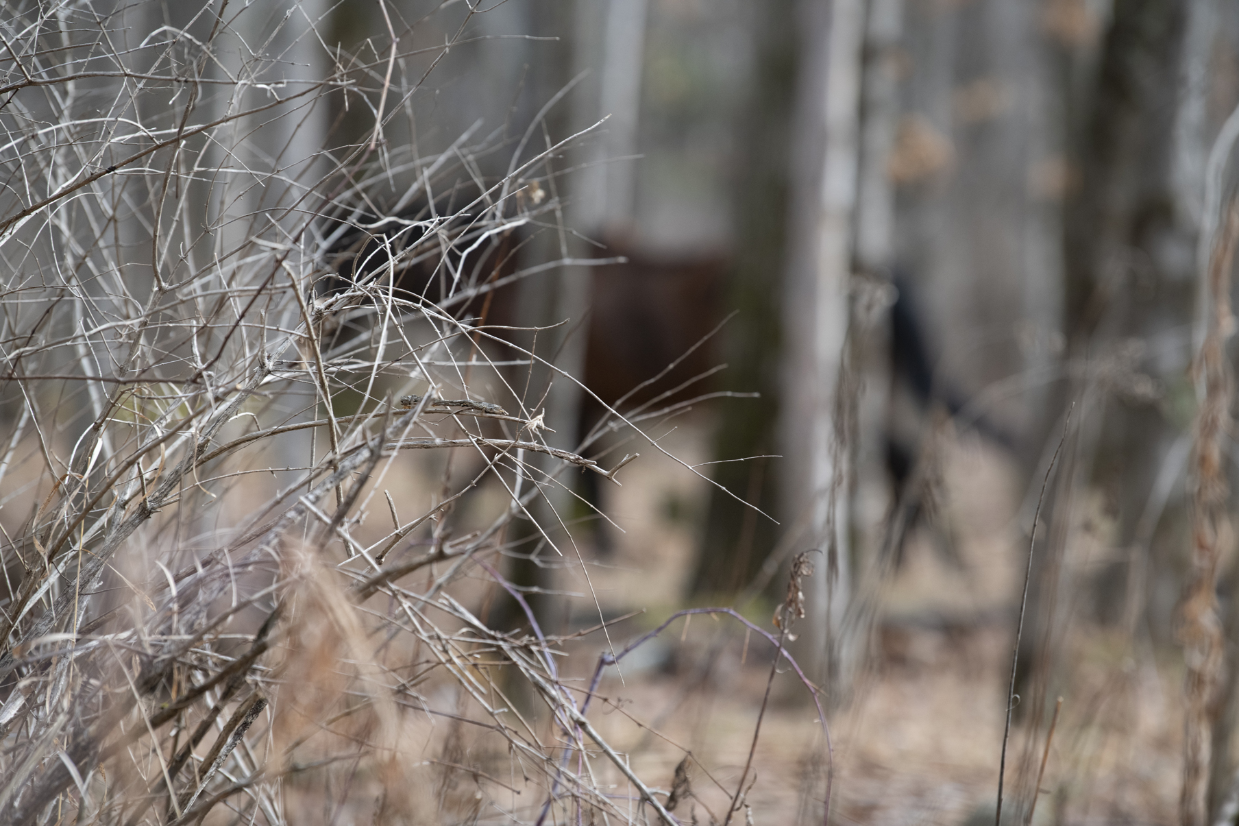 3088 Mustang in the Woods