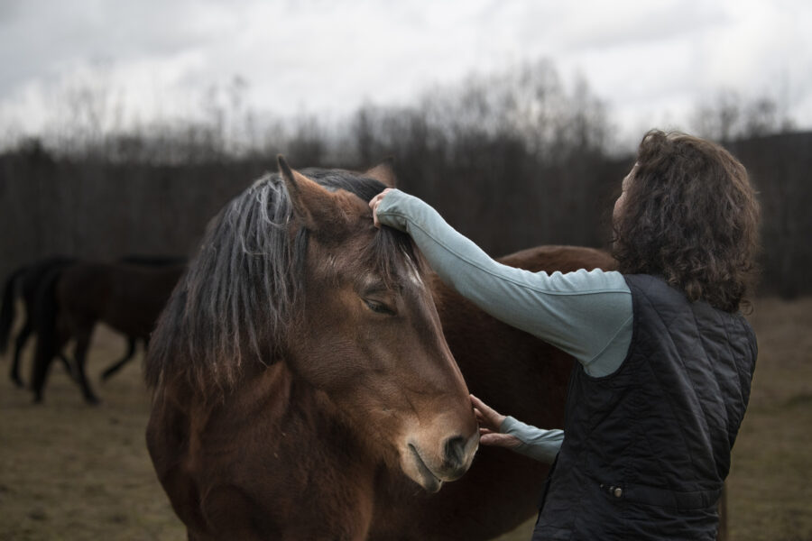 In Schoharie County, a home for wild mustangs
