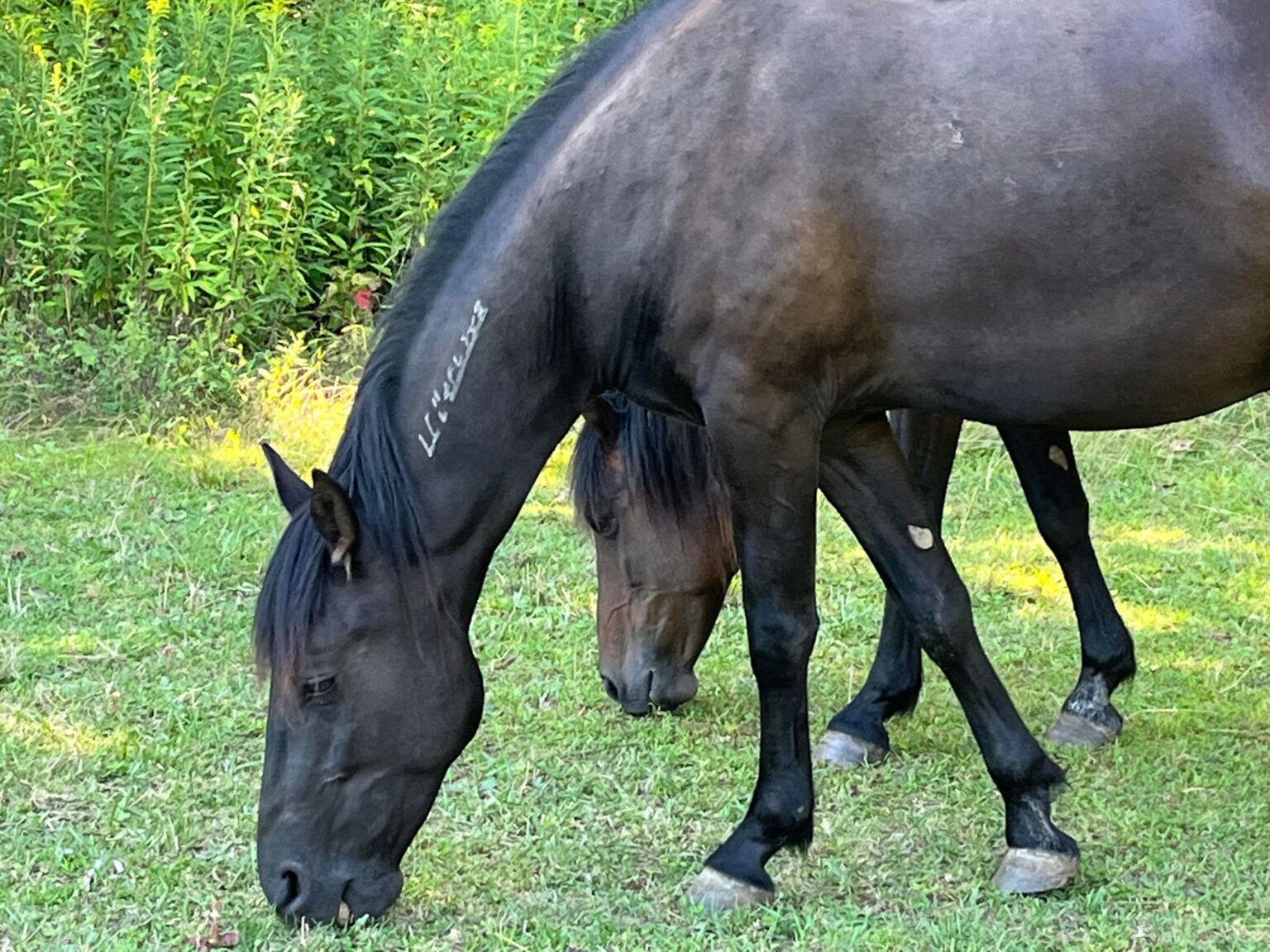 Preserving the Majesty of the American Mustang: A Call to Action