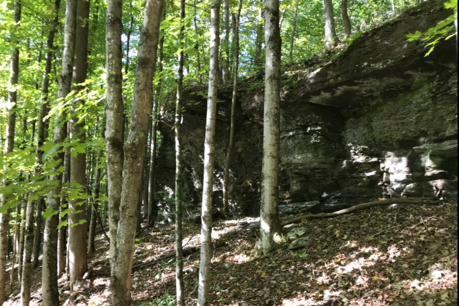 Mindfulness Walk: a guided forest bathing experience