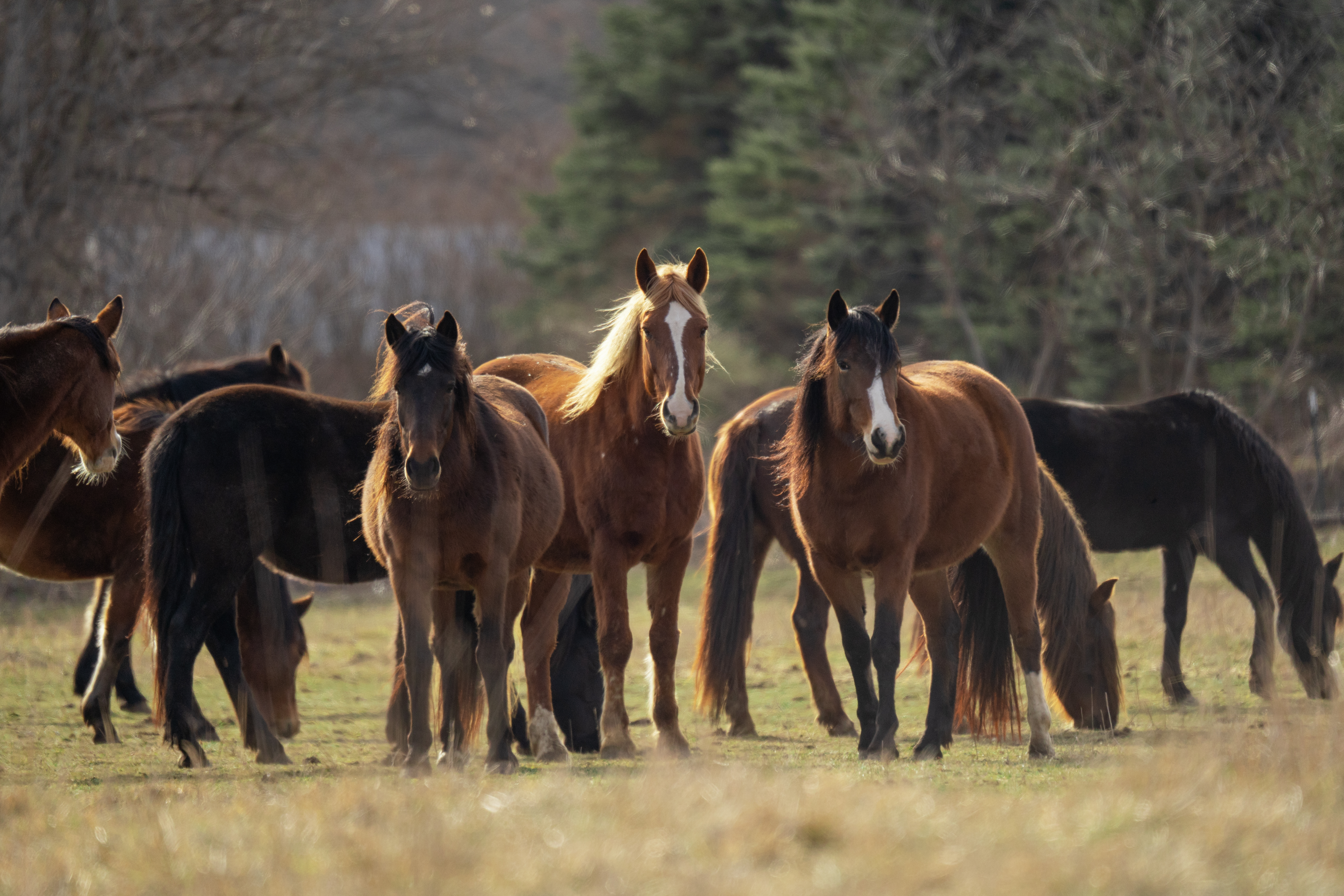 Mustang Herd Photo