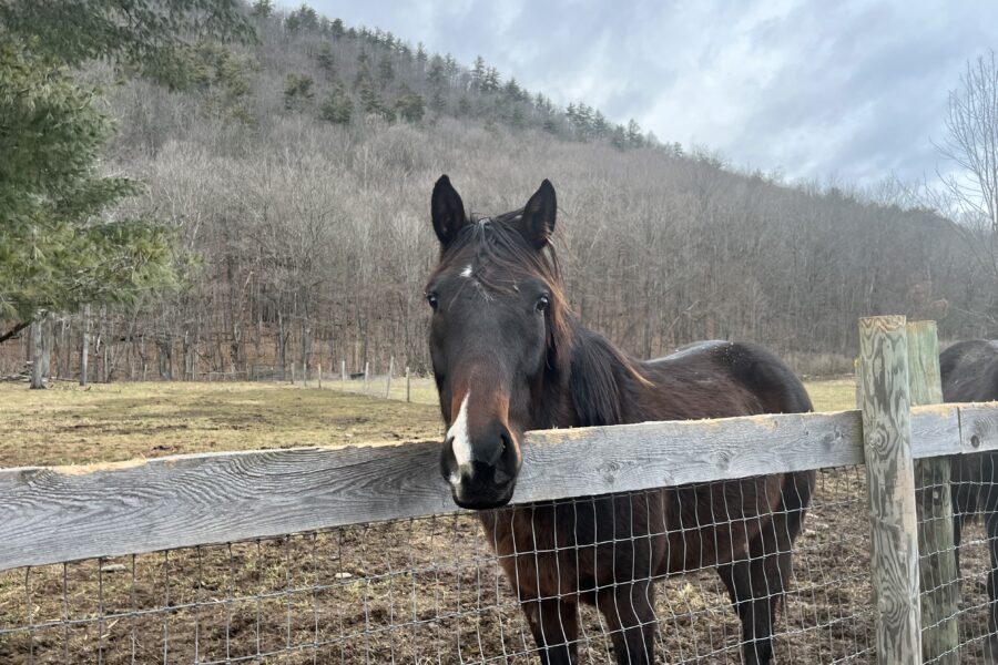 From neglect to new beginnings: Mustang Valley Sanctuary’s remarkable rescue of thoroughbreds
