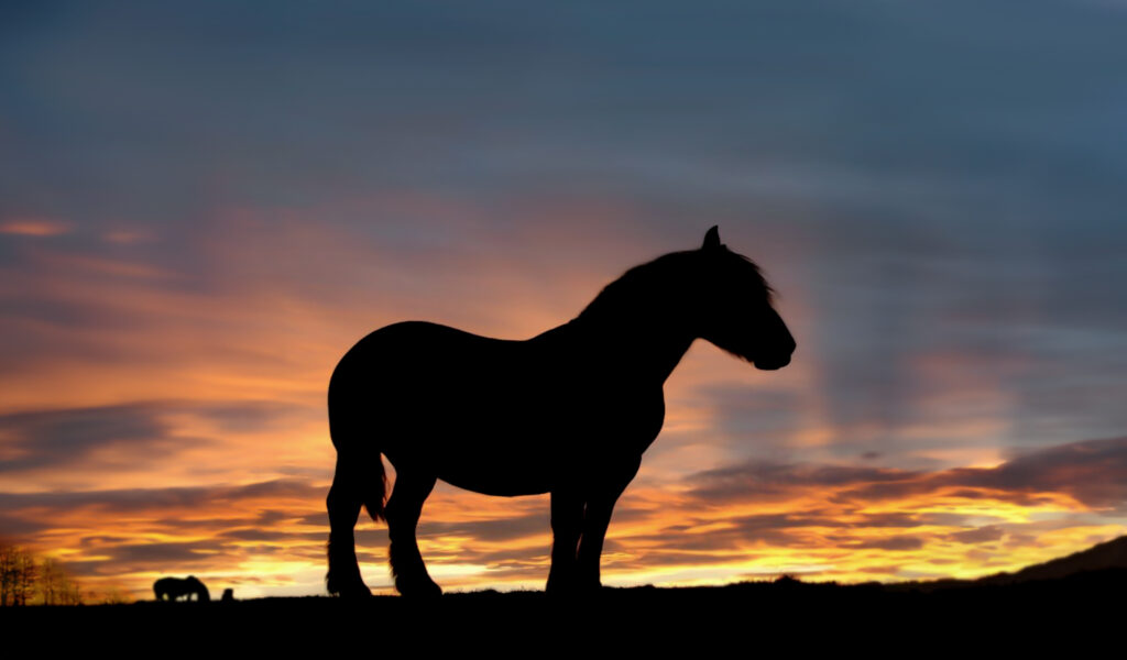 Bojangles' Second Chance Mustang Valley Sanctuary