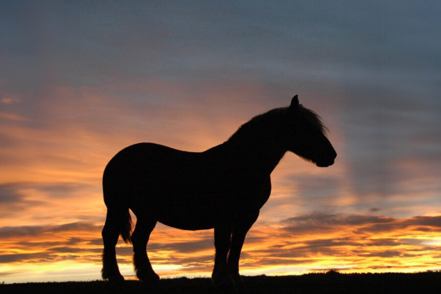 Beyond the Mustang: A Call to Action for Environmental Justice