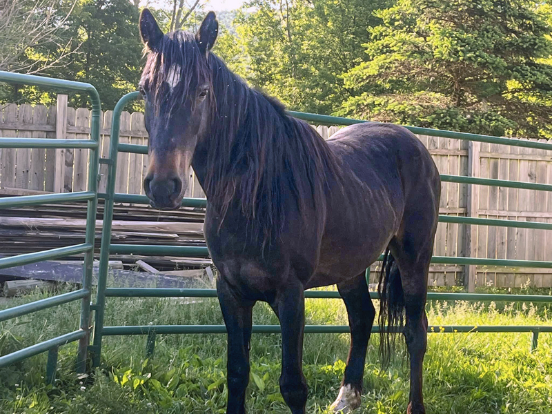 photo of a horse named George Clooney looking calm