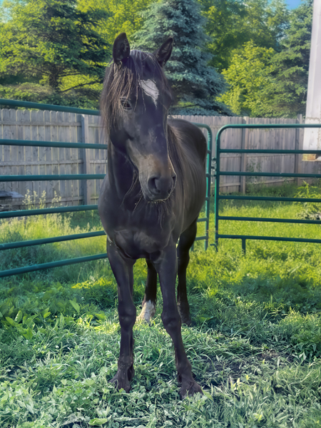 photo of a horse named George Clooney