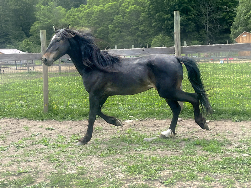 photo of a horse named George Clooney trotting