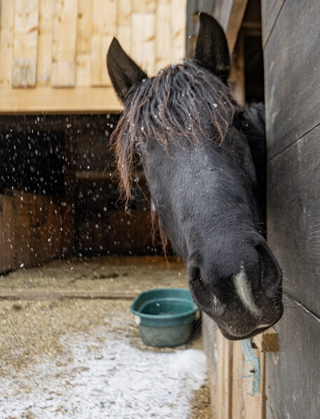 Photo of Hungry Horse looking out of a stall in the snow and cold