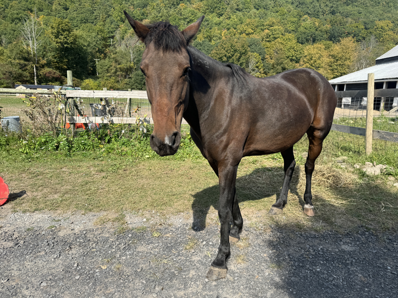 Photo of a horse named Koda 0572