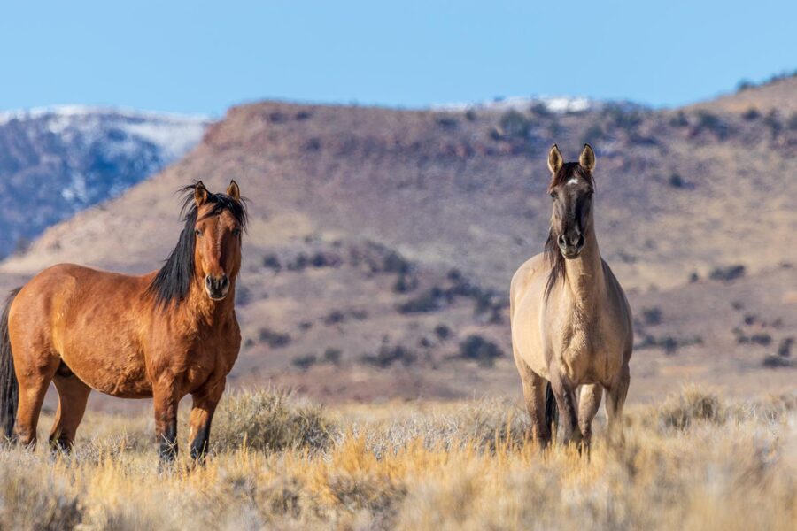 First Take Action Post: Take a Stand for America’s Wild Mustangs
