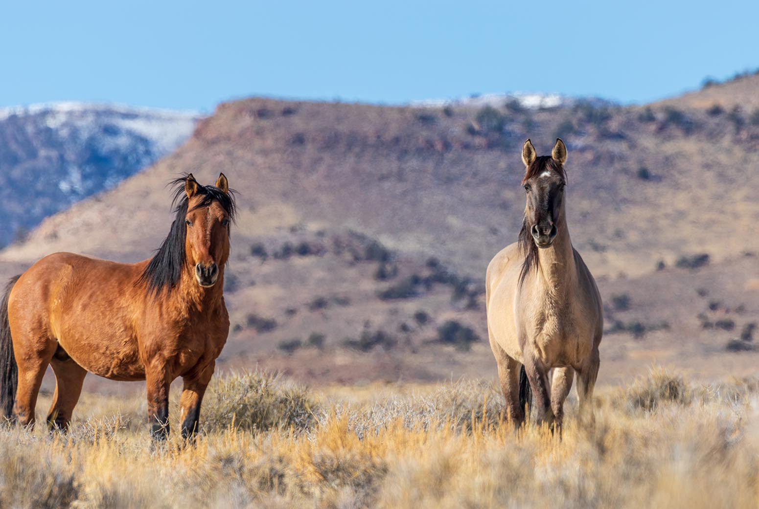 Wild Horse Stallions in the Utah Desert wild mustang photo