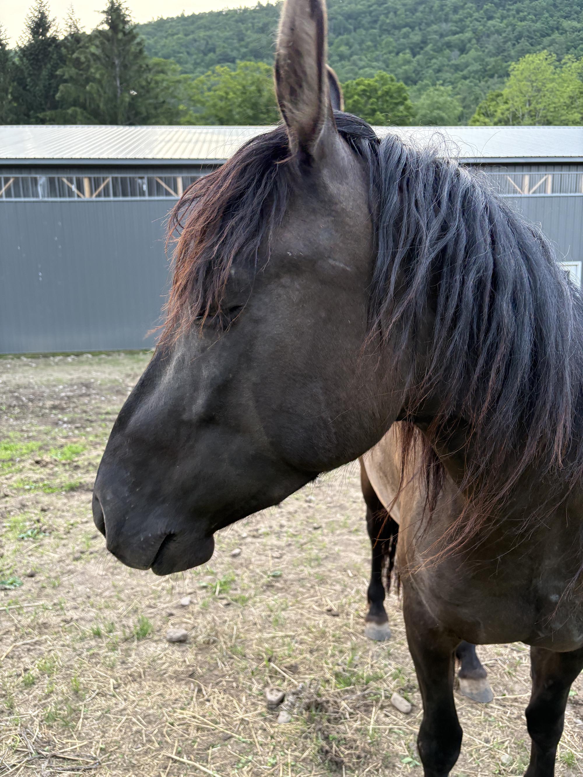 Photo of Wild Mustang Aiyanna