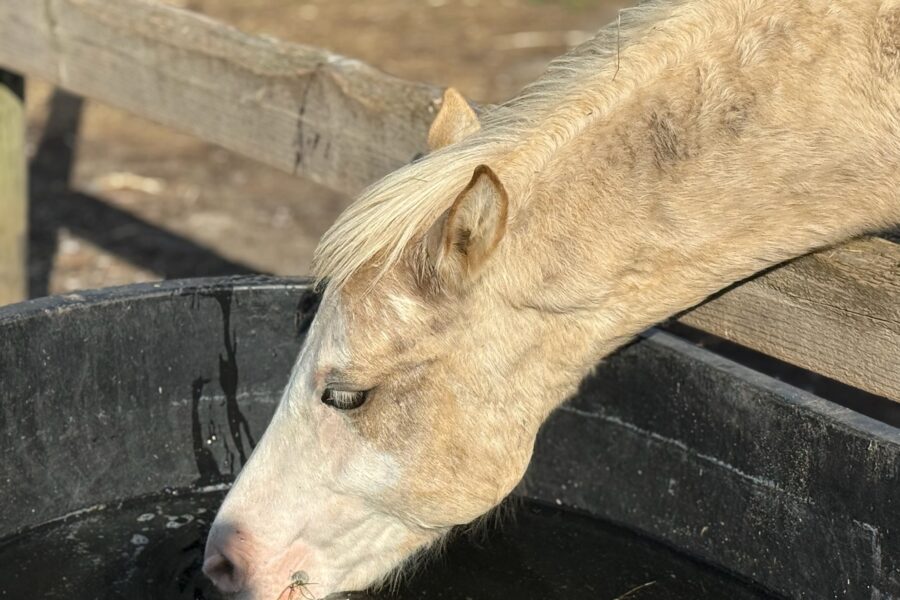 Meet Simba – The Little King of Mustang Valley