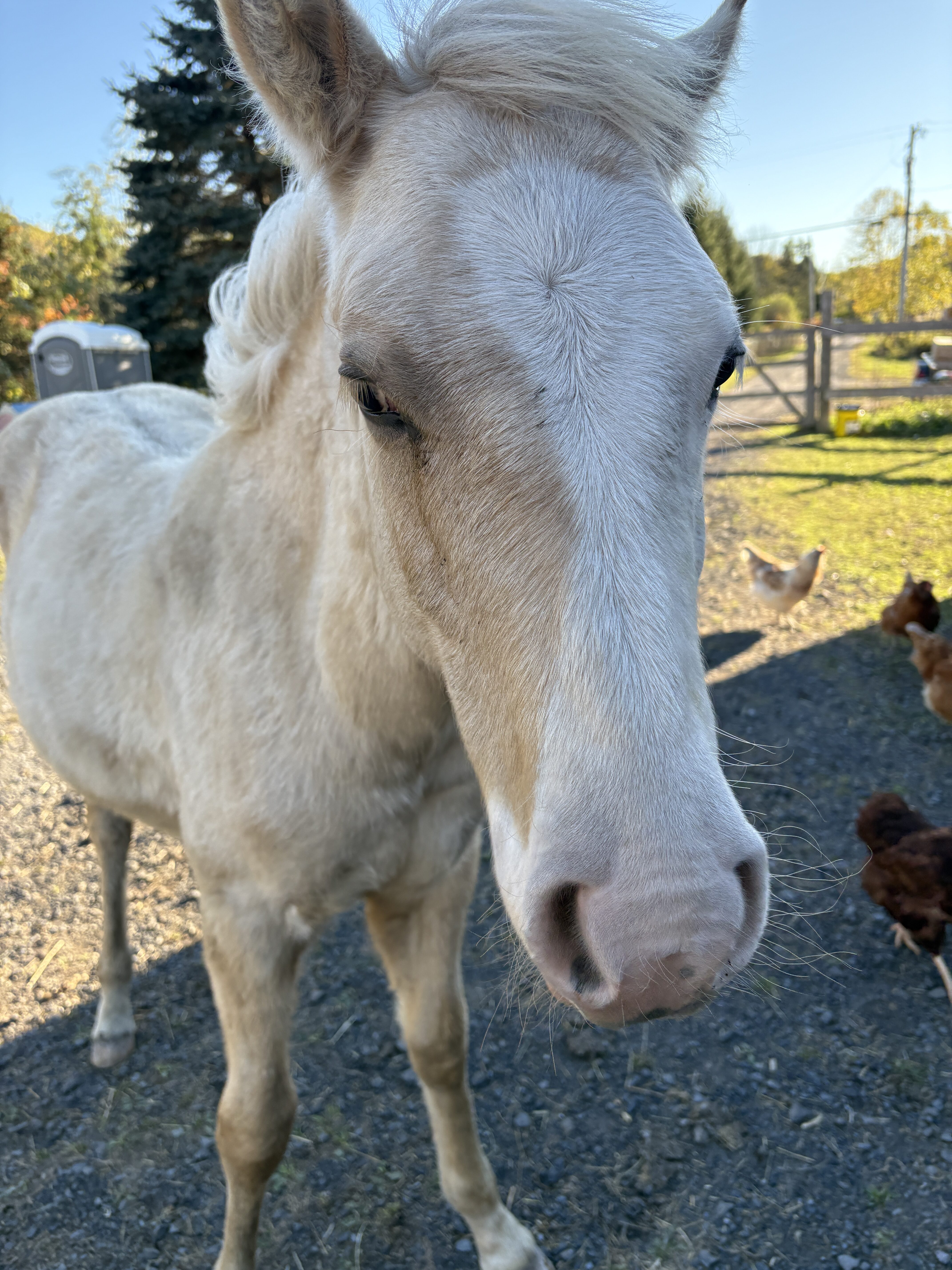 baby mustang simba-02 Baby Mustang Rescue Simba Photo