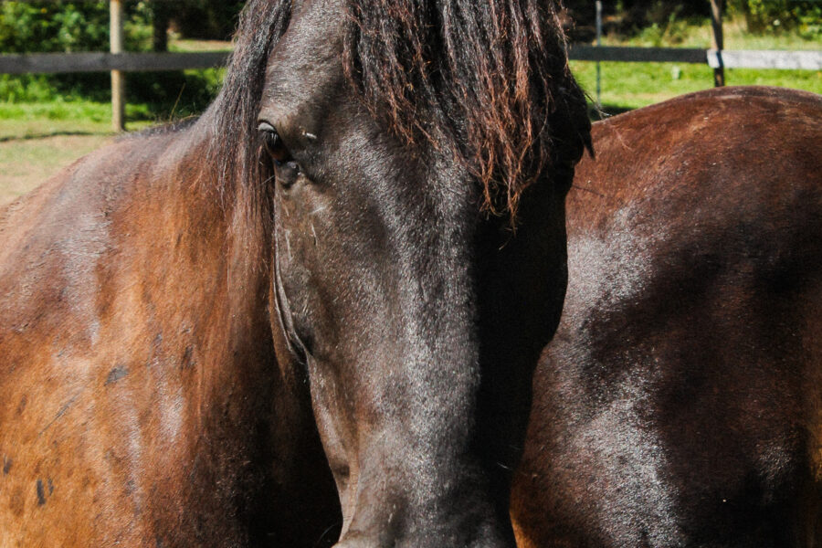 Apollo: From wild and wary to warm and willing—Apollo is almost ready for his next chapter.