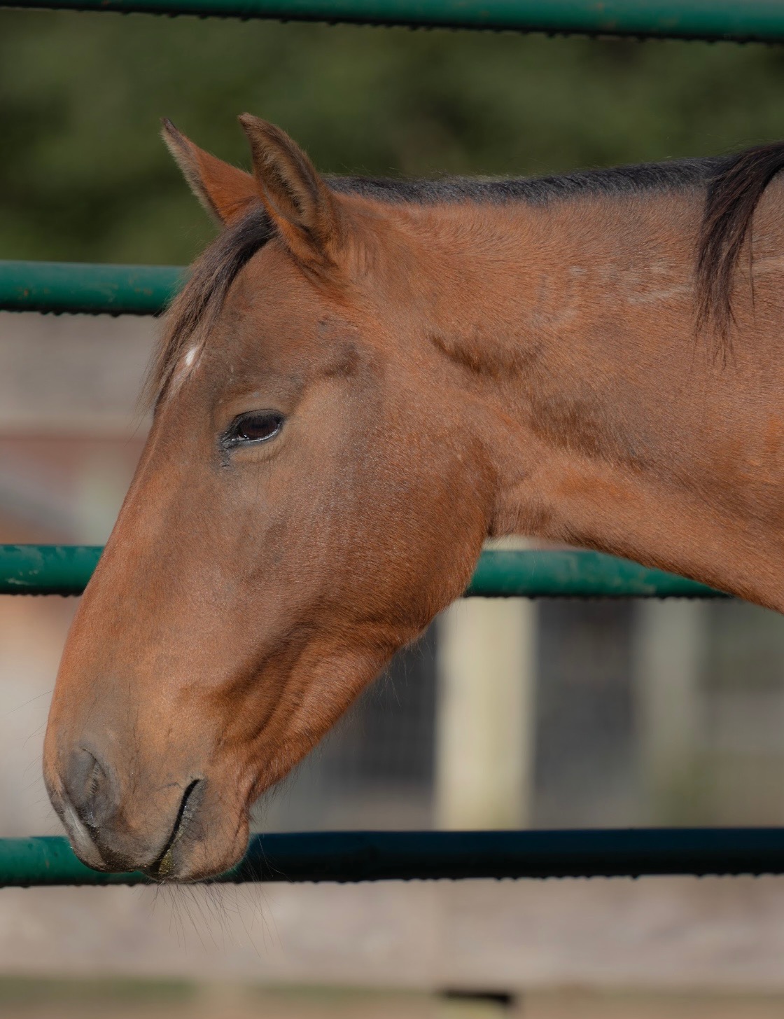 Wild Mustang Daisy Wild Mustang Daisy