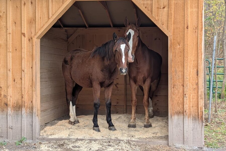 Marcus Aurelius: The Gentle Giant with a Philosopher’s Heart