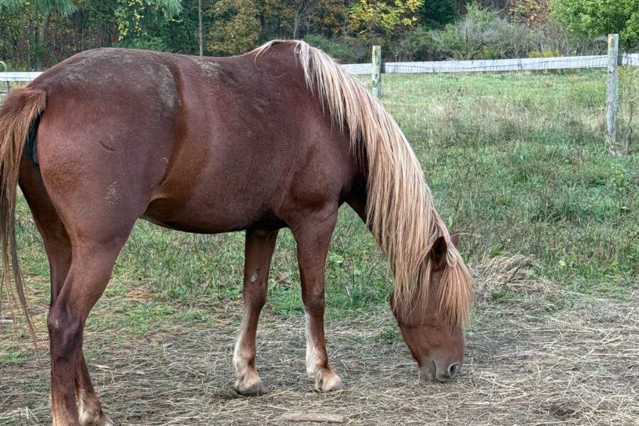 Meet Honey – The Spicy Mustang with a Sweet Name