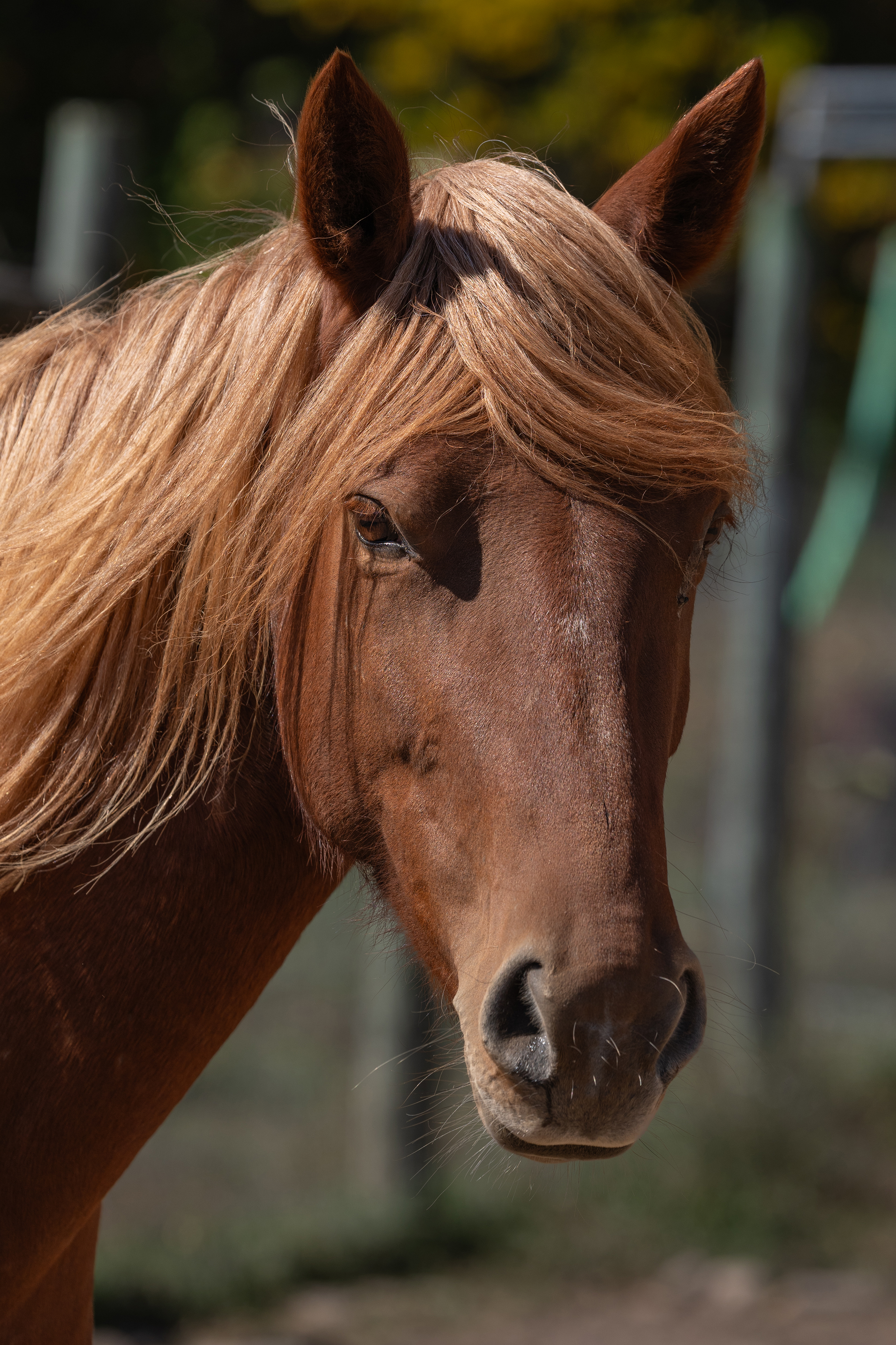 Honey Mustang Resue Honey Mustang Rescue