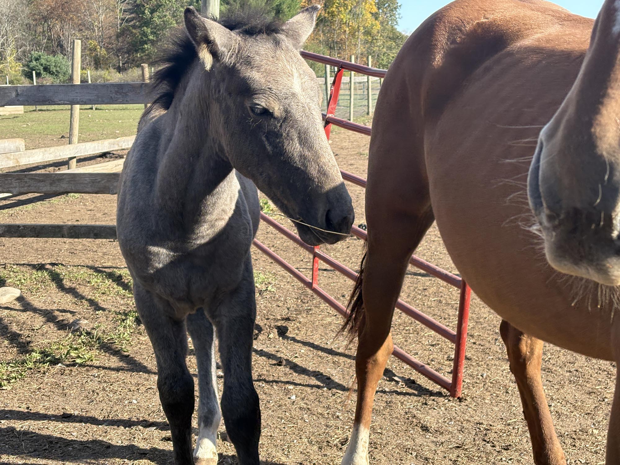 Nala and Liam Mustang Rescue