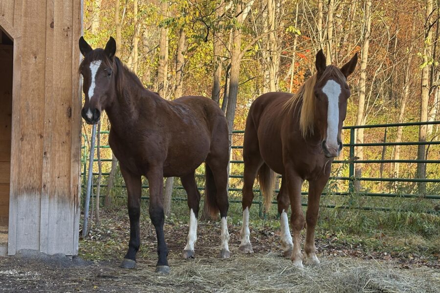 Dezarae: The Stunning Soul with a Song in Her Heart