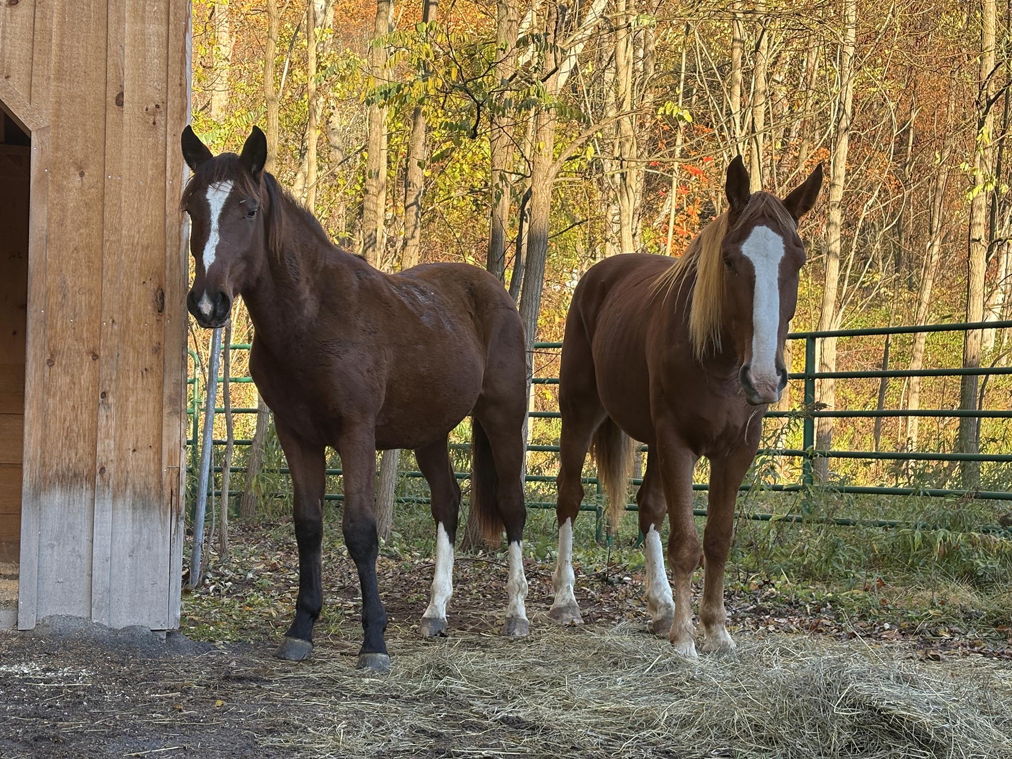 Marcus Draft Horse with Dezarae