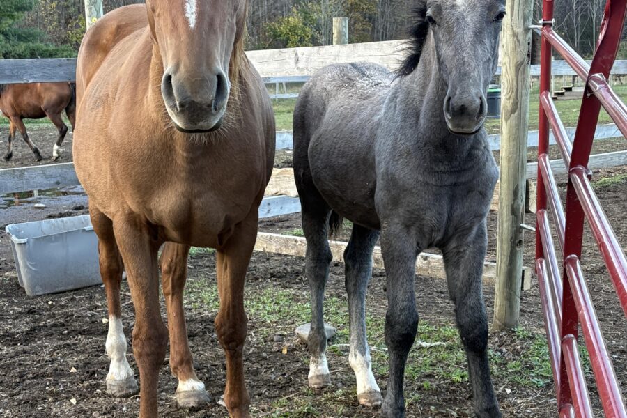 Nala: The Fierce Mama Learning to Trust Again