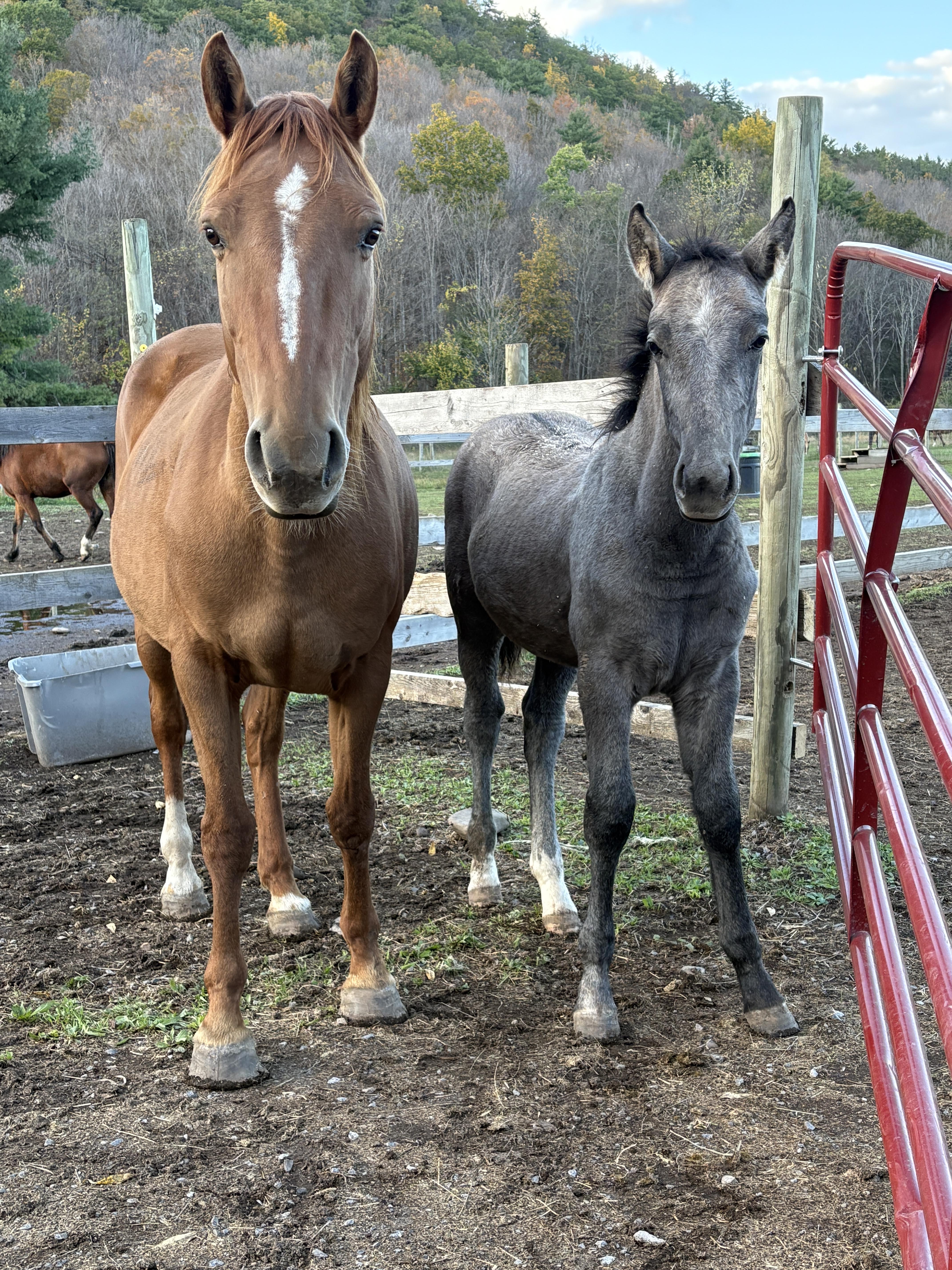 Nala and Liam Mustang Rescue