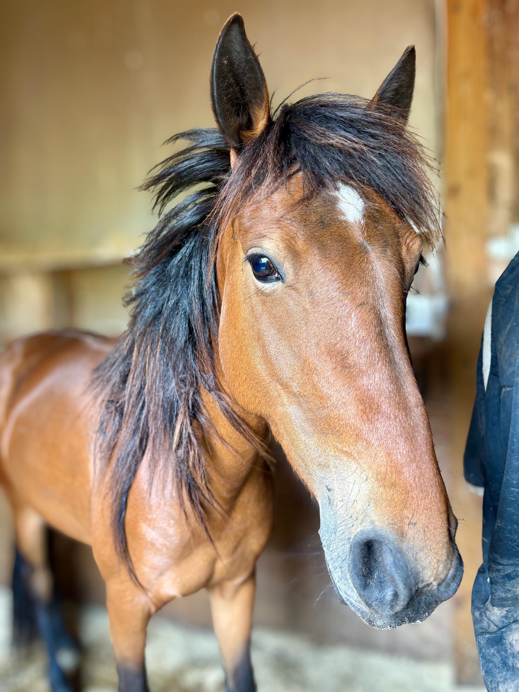 Summer Photo of wild mustang Summer
