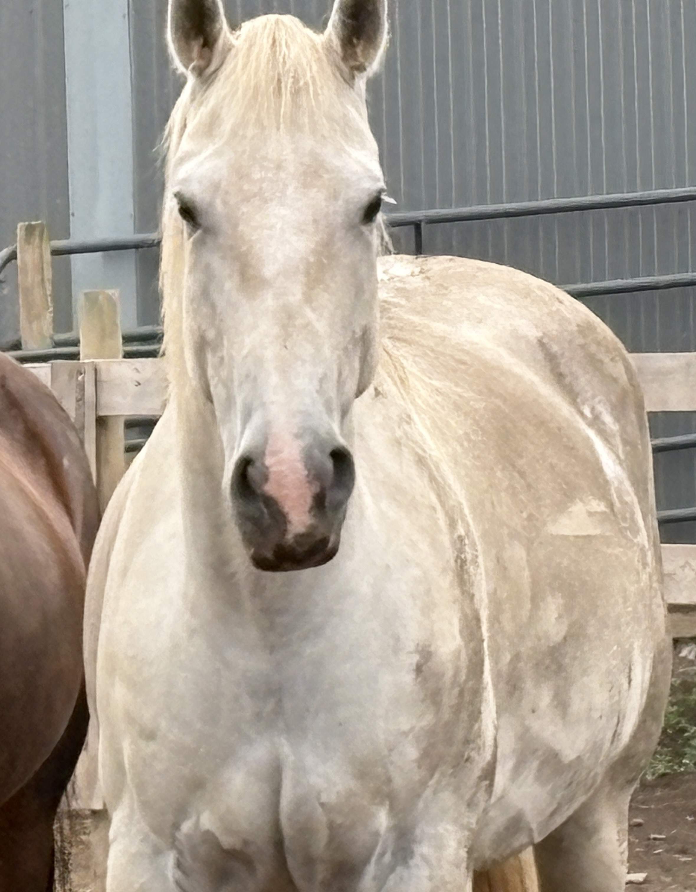 Photo of fiona our sand basin mustang