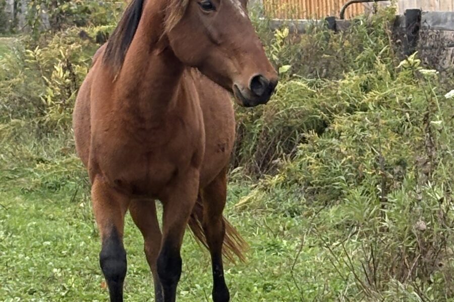 Meet Sage – The Mustang with a Celtic Heart