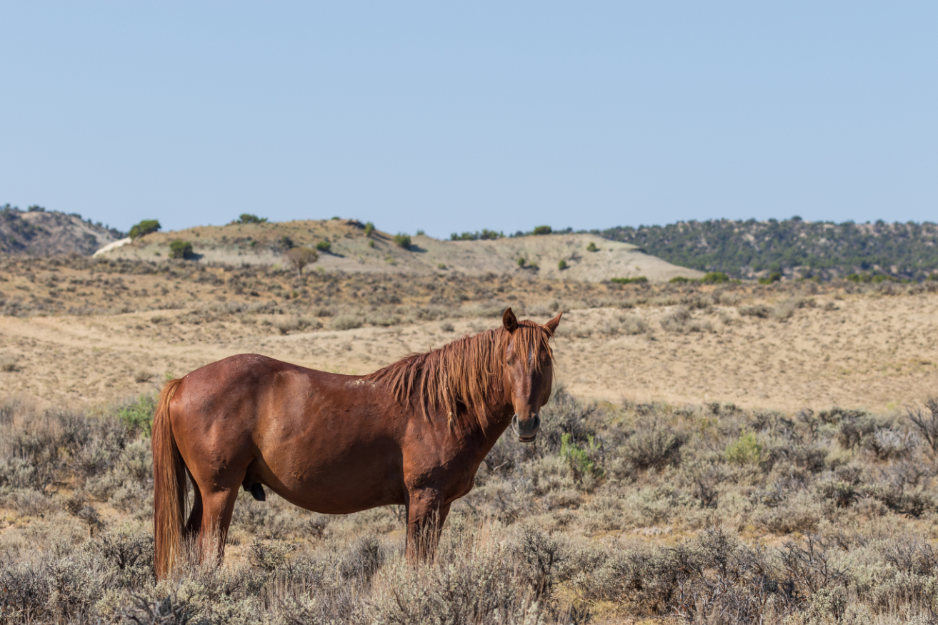 Wild Horse in the High Desert mustang in the wild photo