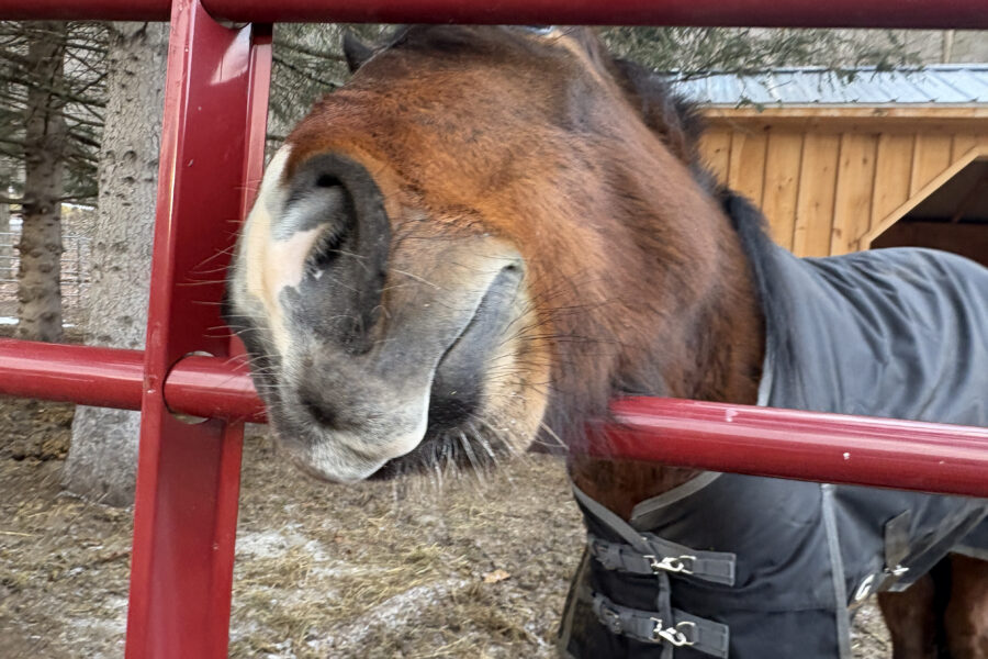 Monty: Small Horse, Big Heart, Endless Swagger