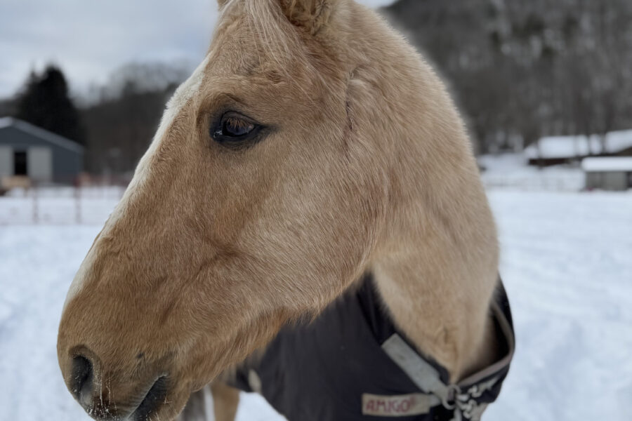 Sunbeam: The Horse Who Found His Way Back to the Light