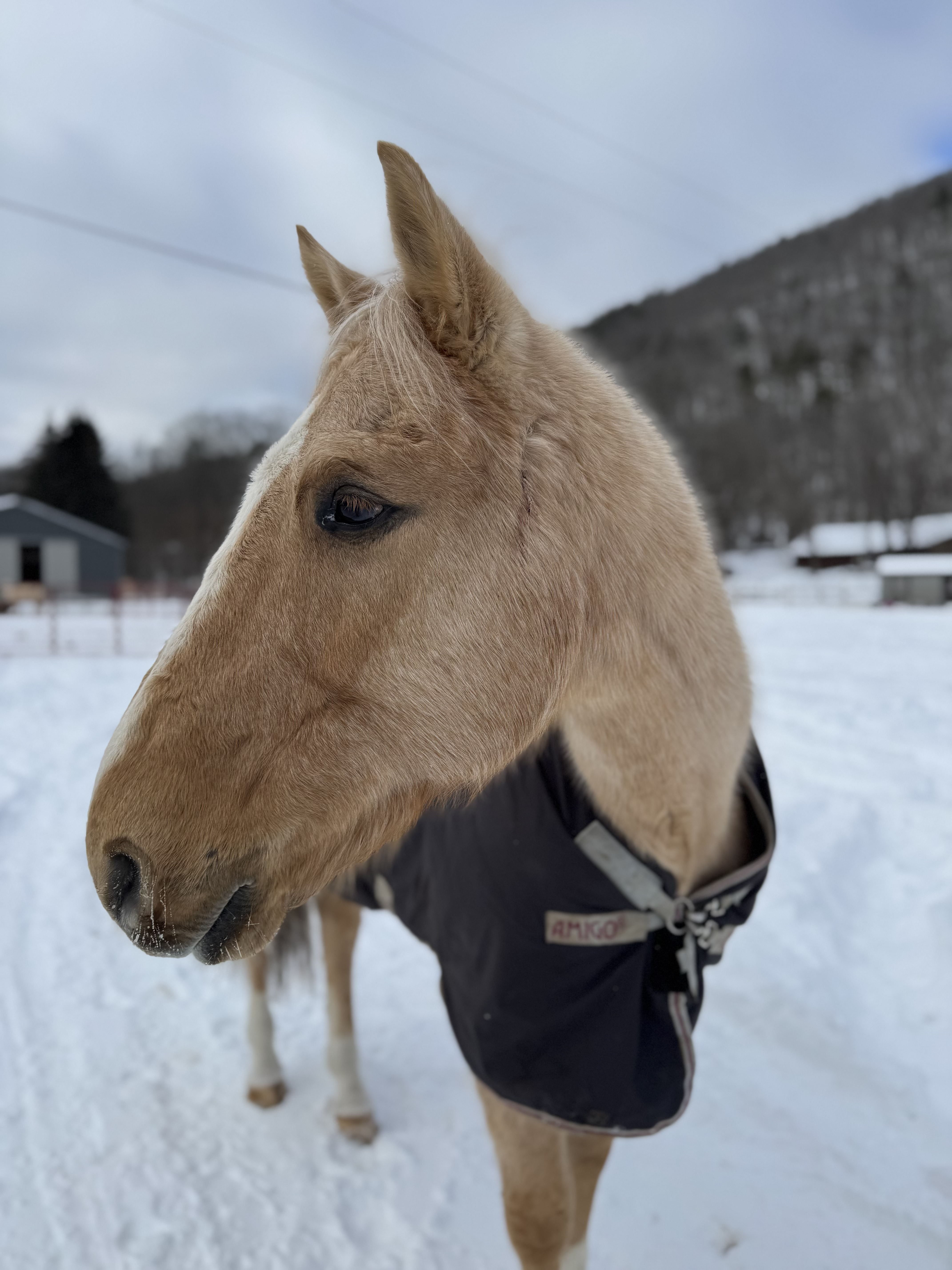 sunbeam-02 Photo of Sunbeam