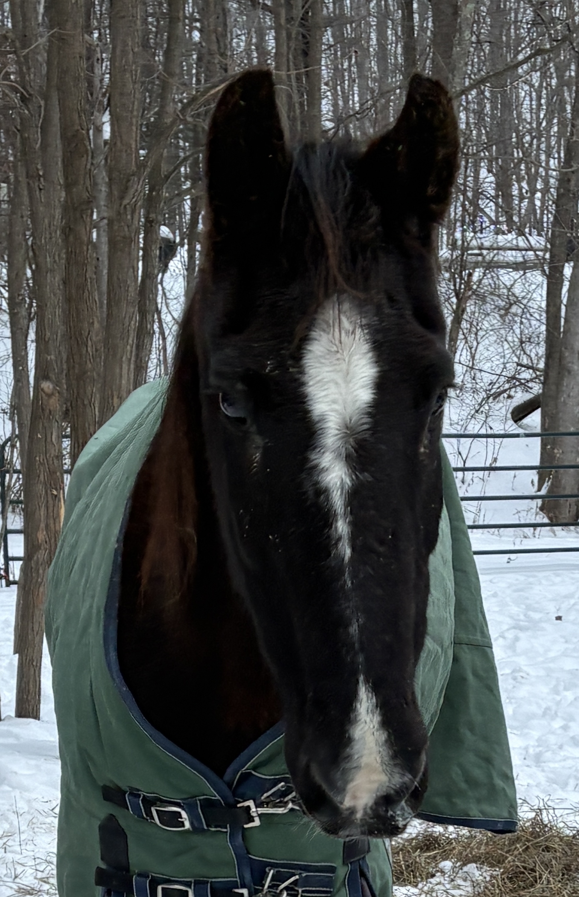 fergus-mustang (1) Fergus Mustang Rescue Photo