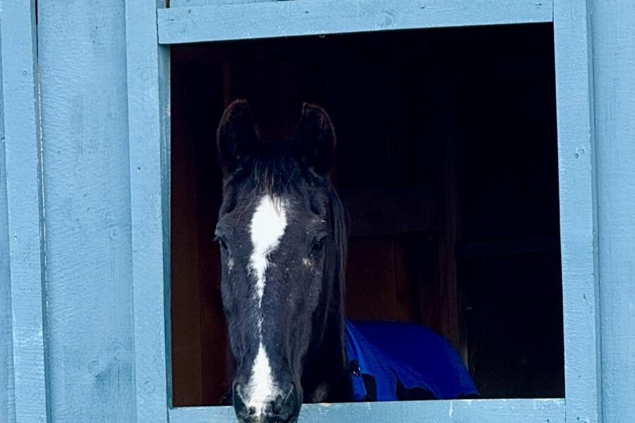 Fergus: A Wild Mustang Who Finally Found His Way Home