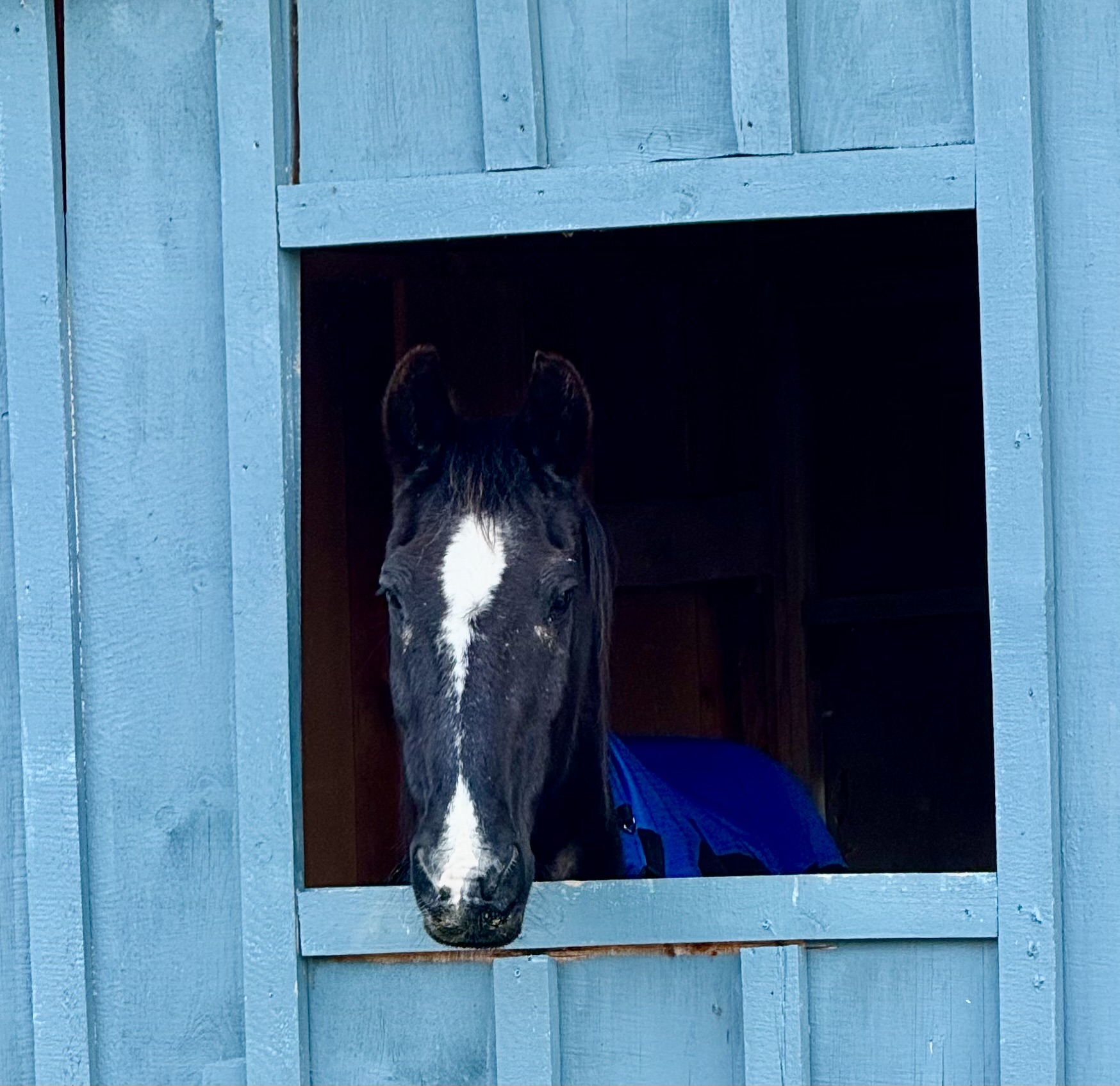 fergus-mustang (2) Fergus Mustang Rescue Photo