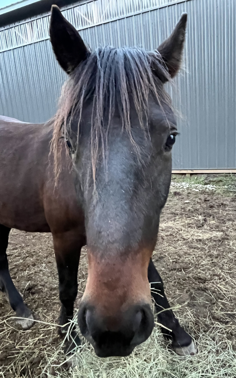 Photo of Rescued Mustang Hutch at Mustang Valley Sanctuary