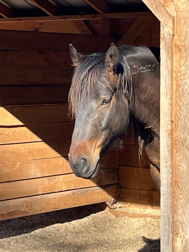 Photo of Rescued Mustang Hutch