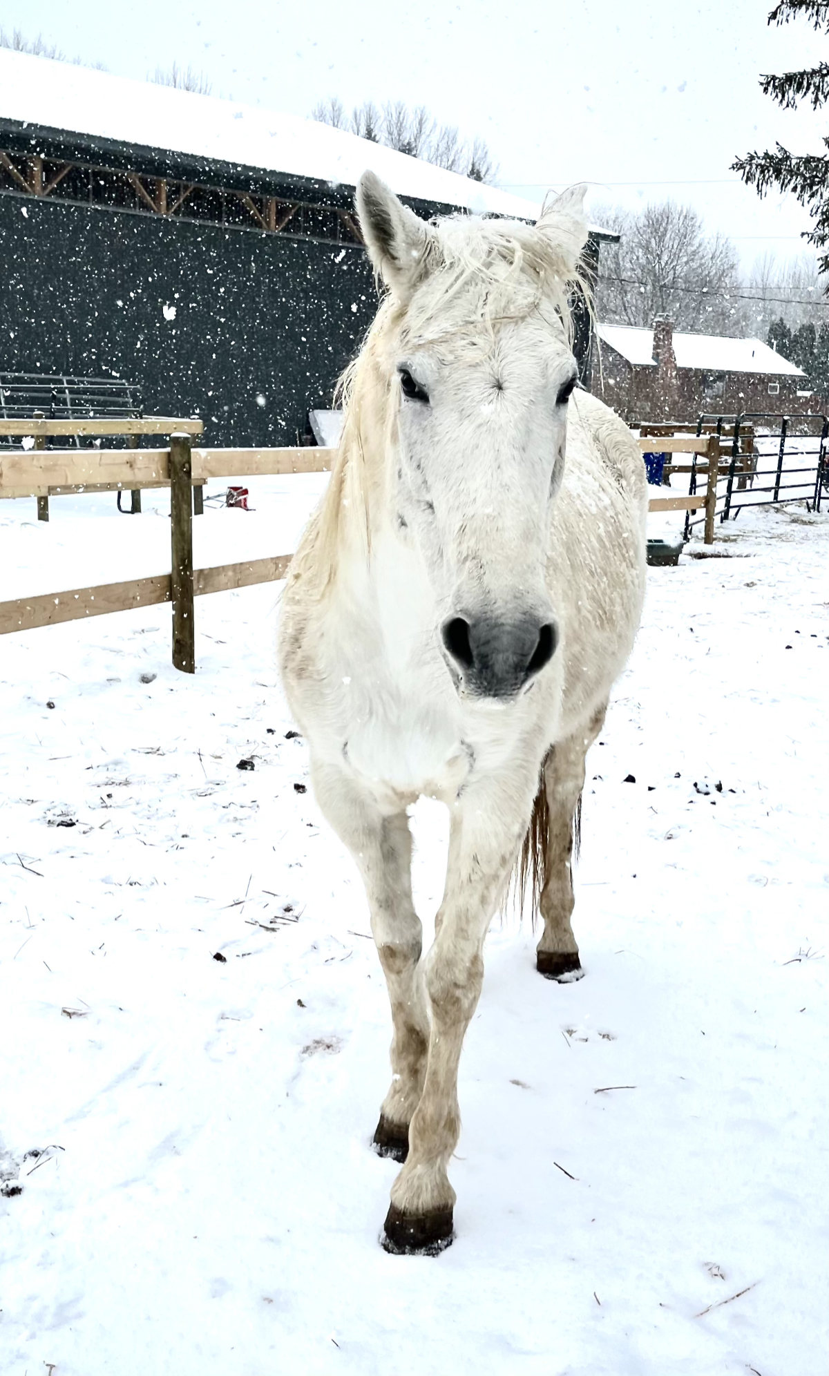 Violet Mustang Photo at Mustang Valley Sanctuary