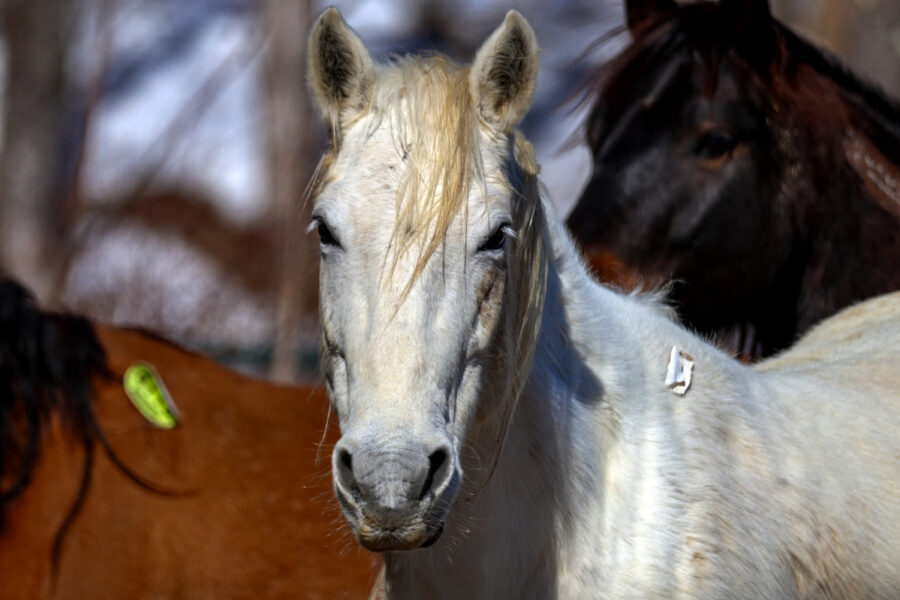 Violet – The Watcher in the Pines