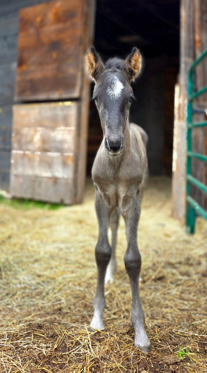 1000020705 Photo of surprise colt Huckleberry Finn at Mustang Valley Sanctuary
