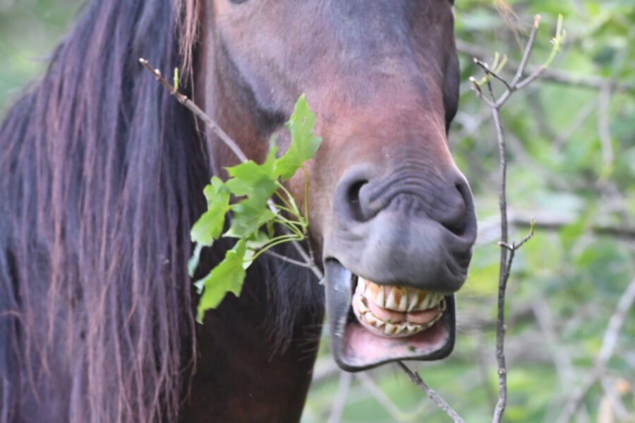 Hutch: A Good Man in a Horse Suit
